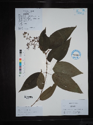  (Myrtales - Ge02732)  @11 [ ] CreativeCommons  Attribution Non-Commercial Share-Alike  Unspecified Herbarium of South China Botanical Garden