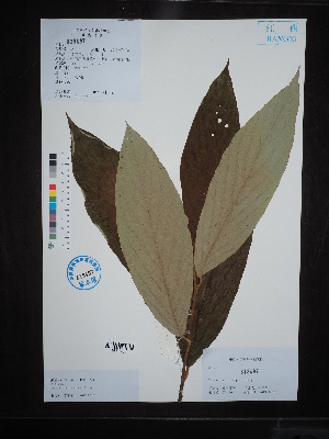  (Styrax macrocarpus - Ge02736)  @11 [ ] CreativeCommons  Attribution Non-Commercial Share-Alike  Unspecified Herbarium of South China Botanical Garden
