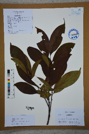  (Melliodendron xylocarpum - Ge02740)  @11 [ ] CreativeCommons  Attribution Non-Commercial Share-Alike  Unspecified Herbarium of South China Botanical Garden