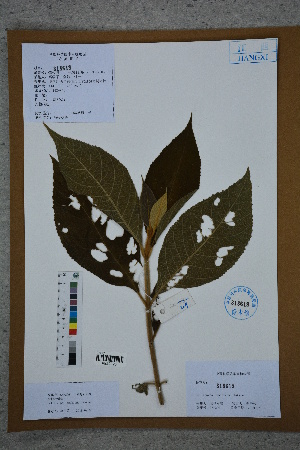  ( - Ge02746)  @11 [ ] CreativeCommons  Attribution Non-Commercial Share-Alike  Unspecified Herbarium of South China Botanical Garden