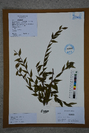  (Camellia caudata - Ge02747)  @11 [ ] CreativeCommons  Attribution Non-Commercial Share-Alike  Unspecified Herbarium of South China Botanical Garden
