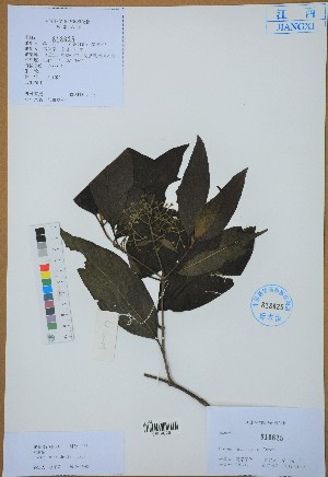  ( - Ge02750)  @11 [ ] CreativeCommons  Attribution Non-Commercial Share-Alike  Unspecified Herbarium of South China Botanical Garden