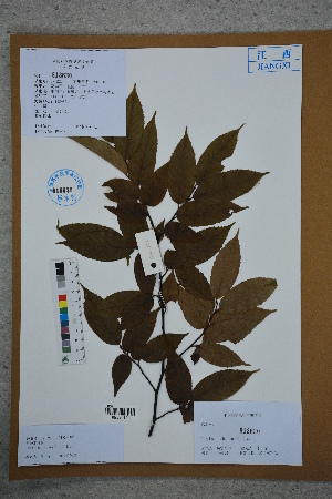  (Carpinus viminea - Ge02751)  @11 [ ] CreativeCommons  Attribution Non-Commercial Share-Alike  Unspecified Herbarium of South China Botanical Garden