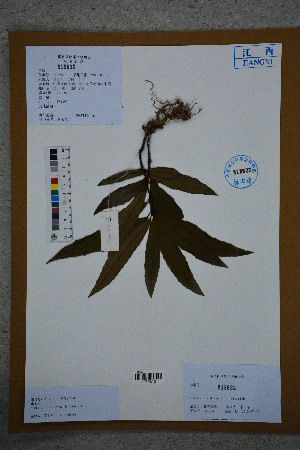  ( - Ge02753)  @11 [ ] CreativeCommons  Attribution Non-Commercial Share-Alike  Unspecified Herbarium of South China Botanical Garden