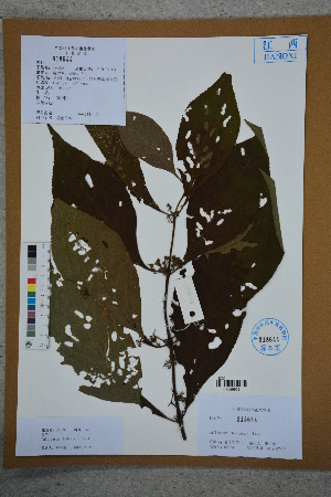  ( - Ge02758)  @11 [ ] CreativeCommons  Attribution Non-Commercial Share-Alike  Unspecified Herbarium of South China Botanical Garden