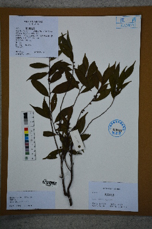  (Eurya nitida - Ge02760)  @11 [ ] CreativeCommons  Attribution Non-Commercial Share-Alike  Unspecified Herbarium of South China Botanical Garden