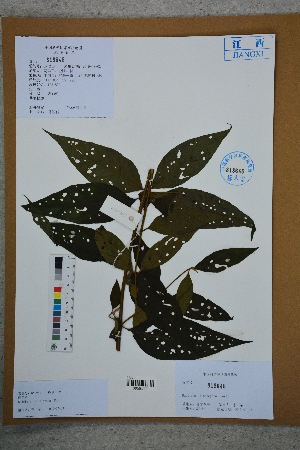  ( - Ge02762)  @11 [ ] CreativeCommons  Attribution Non-Commercial Share-Alike  Unspecified Herbarium of South China Botanical Garden