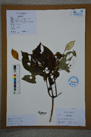 ( - Ge02765)  @11 [ ] CreativeCommons  Attribution Non-Commercial Share-Alike  Unspecified Herbarium of South China Botanical Garden