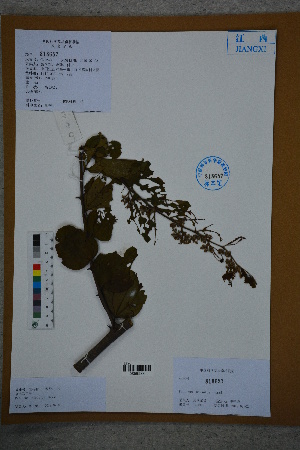  (Paliurus - Ge02767)  @11 [ ] CreativeCommons  Attribution Non-Commercial Share-Alike  Unspecified Herbarium of South China Botanical Garden