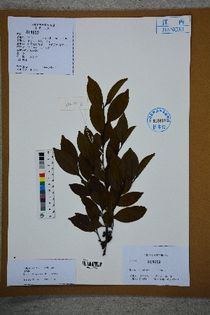  (Eurya rubiginosa - Ge02770)  @11 [ ] CreativeCommons  Attribution Non-Commercial Share-Alike  Unspecified Herbarium of South China Botanical Garden