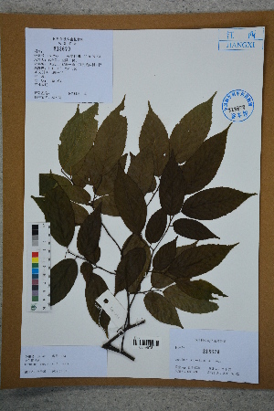  (Carpinus - Ge02774)  @11 [ ] CreativeCommons  Attribution Non-Commercial Share-Alike  Unspecified Herbarium of South China Botanical Garden