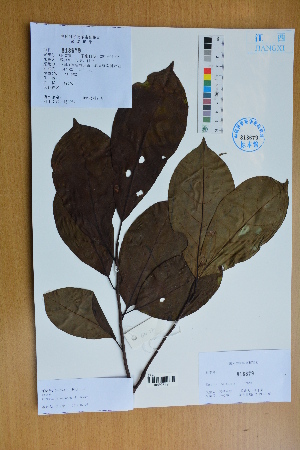  (Ehretia - Ge02781)  @11 [ ] CreativeCommons  Attribution Non-Commercial Share-Alike  Unspecified Herbarium of South China Botanical Garden