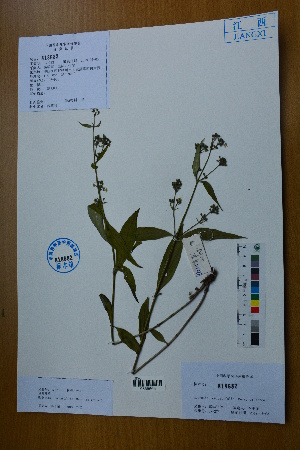  (Hedyotis caudatifolia - Ge02784)  @11 [ ] CreativeCommons  Attribution Non-Commercial Share-Alike  Unspecified Herbarium of South China Botanical Garden