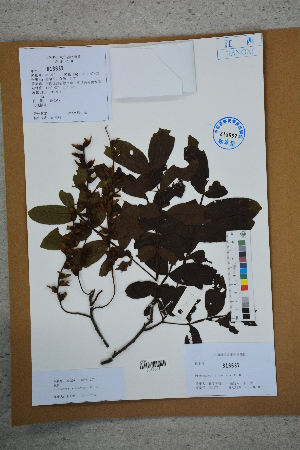  ( - Ge02786)  @11 [ ] CreativeCommons  Attribution Non-Commercial Share-Alike  Unspecified Herbarium of South China Botanical Garden