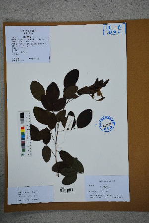  (Lespedeza bicolor - Ge02790)  @11 [ ] CreativeCommons  Attribution Non-Commercial Share-Alike  Unspecified Herbarium of South China Botanical Garden