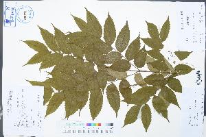  (Koelreuteria elegans - Ge02959)  @11 [ ] CreativeCommons  Attribution Non-Commercial Share-Alike  Unspecified Herbarium of South China Botanical Garden