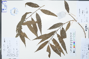 (Salix nipponica - Ge02960)  @11 [ ] CreativeCommons  Attribution Non-Commercial Share-Alike  Unspecified Herbarium of South China Botanical Garden