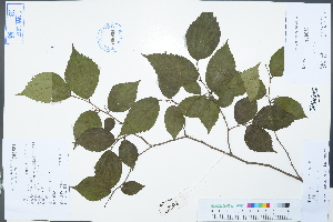  (Celtis biondii - Ge02968)  @11 [ ] CreativeCommons  Attribution Non-Commercial Share-Alike  Unspecified Herbarium of South China Botanical Garden