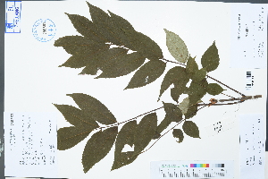  (Meliosma oldhamii - Ge02974)  @11 [ ] CreativeCommons  Attribution Non-Commercial Share-Alike  Unspecified Herbarium of South China Botanical Garden