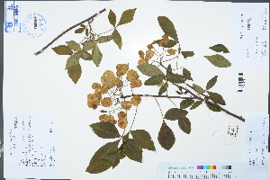  ( - Ge02978)  @11 [ ] CreativeCommons  Attribution Non-Commercial Share-Alike  Unspecified Herbarium of South China Botanical Garden