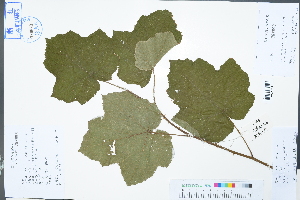  (Rubus tephrodes var. ampliflorus - Ge02980)  @11 [ ] CreativeCommons  Attribution Non-Commercial Share-Alike  Unspecified Herbarium of South China Botanical Garden