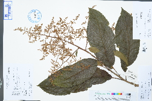  (Meliosma myriantha - Ge02981)  @11 [ ] CreativeCommons  Attribution Non-Commercial Share-Alike  Unspecified Herbarium of South China Botanical Garden