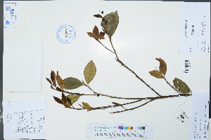  (Citrus japonica - Ge02985)  @11 [ ] CreativeCommons  Attribution Non-Commercial Share-Alike  Unspecified Herbarium of South China Botanical Garden