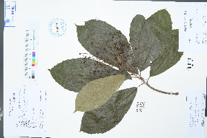  (Meliosma myriantha var. pilosa - Ge02986)  @11 [ ] CreativeCommons  Attribution Non-Commercial Share-Alike  Unspecified Herbarium of South China Botanical Garden