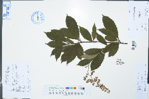  (Meliosma flexuosa - Ge02988)  @11 [ ] CreativeCommons  Attribution Non-Commercial Share-Alike  Unspecified Herbarium of South China Botanical Garden