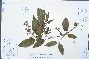  ( - Ge02993)  @11 [ ] CreativeCommons  Attribution Non-Commercial Share-Alike  Unspecified Herbarium of South China Botanical Garden
