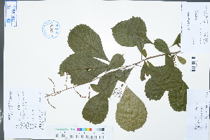  (Meliosma parviflora - Ge02994)  @11 [ ] CreativeCommons  Attribution Non-Commercial Share-Alike  Unspecified Herbarium of South China Botanical Garden