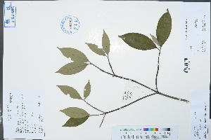  (Cornus capitata - Ge02995)  @11 [ ] CreativeCommons  Attribution Non-Commercial Share-Alike  Unspecified Herbarium of South China Botanical Garden