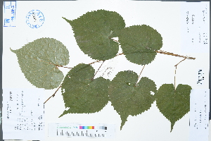  (Tilia amurensis - Ge02998)  @11 [ ] CreativeCommons  Attribution Non-Commercial Share-Alike  Unspecified Herbarium of South China Botanical Garden