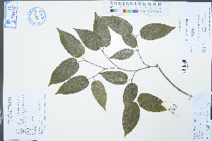  ( - Ge03000)  @11 [ ] CreativeCommons  Attribution Non-Commercial Share-Alike  Unspecified Herbarium of South China Botanical Garden