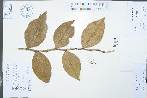  ( - Ge03001)  @11 [ ] CreativeCommons  Attribution Non-Commercial Share-Alike  Unspecified Herbarium of South China Botanical Garden