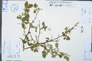  (Citrus trifoliata - Ge03006)  @11 [ ] CreativeCommons  Attribution Non-Commercial Share-Alike  Unspecified Herbarium of South China Botanical Garden