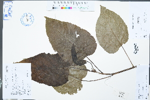  (Populus lasiocarpa - Ge03010)  @11 [ ] CreativeCommons  Attribution Non-Commercial Share-Alike  Unspecified Herbarium of South China Botanical Garden