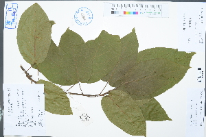 (Reevesia pycnantha - Ge03013)  @11 [ ] CreativeCommons  Attribution Non-Commercial Share-Alike  Unspecified Herbarium of South China Botanical Garden