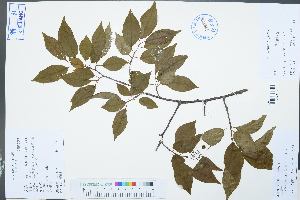  (Padus - Ge03014)  @11 [ ] CreativeCommons  Attribution Non-Commercial Share-Alike  Unspecified Herbarium of South China Botanical Garden