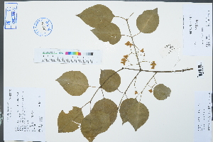  ( - Ge03015)  @11 [ ] CreativeCommons  Attribution Non-Commercial Share-Alike  Unspecified Herbarium of South China Botanical Garden