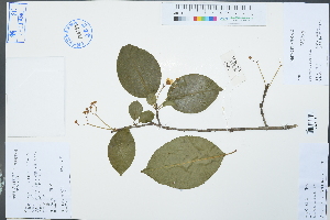  (Euonymus carnosus - Ge03017)  @11 [ ] CreativeCommons  Attribution Non-Commercial Share-Alike  Unspecified Herbarium of South China Botanical Garden