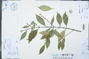  (Microtropis fokienensis - Ge03023)  @11 [ ] CreativeCommons  Attribution Non-Commercial Share-Alike  Unspecified Herbarium of South China Botanical Garden