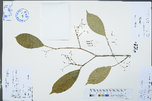  ( - Ge03024)  @11 [ ] CreativeCommons  Attribution Non-Commercial Share-Alike  Unspecified Herbarium of South China Botanical Garden