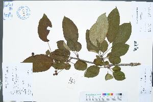  (Amygdaloideae - Ge03025)  @11 [ ] CreativeCommons  Attribution Non-Commercial Share-Alike  Unspecified Herbarium of South China Botanical Garden