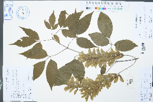  (Acer tataricum - Ge03026)  @11 [ ] CreativeCommons  Attribution Non-Commercial Share-Alike  Unspecified Herbarium of South China Botanical Garden