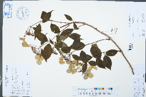  (Hydrangea macrophylla - Ge03028)  @11 [ ] CreativeCommons  Attribution Non-Commercial Share-Alike  Unspecified Herbarium of South China Botanical Garden