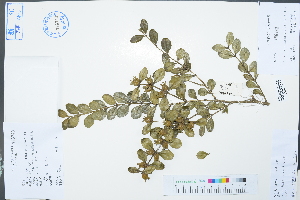  ( - Ge03032)  @11 [ ] CreativeCommons  Attribution Non-Commercial Share-Alike  Unspecified Herbarium of South China Botanical Garden