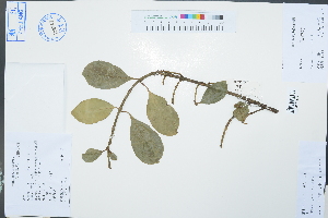  ( - Ge03036)  @11 [ ] CreativeCommons  Attribution Non-Commercial Share-Alike  Unspecified Herbarium of South China Botanical Garden
