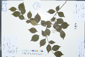  ( - Ge03042)  @11 [ ] CreativeCommons  Attribution Non-Commercial Share-Alike  Unspecified Herbarium of South China Botanical Garden