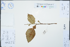  (Citrus aurantium - Ge03044)  @11 [ ] CreativeCommons  Attribution Non-Commercial Share-Alike  Unspecified Herbarium of South China Botanical Garden